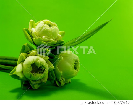 image of a lotus flower image of a lotus flower 10927642