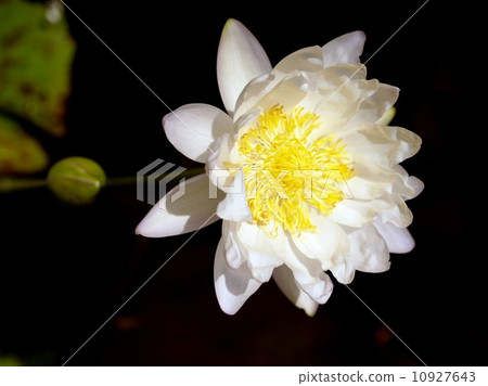 image of a lotus flower image of a lotus flower 10927643