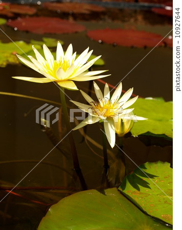 image of a lotus flower image of a lotus flower 10927644