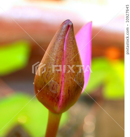 image of a lotus flower image of a lotus flower 10927645
