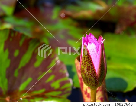 image of a lotus flower image of a lotus flower 10927646