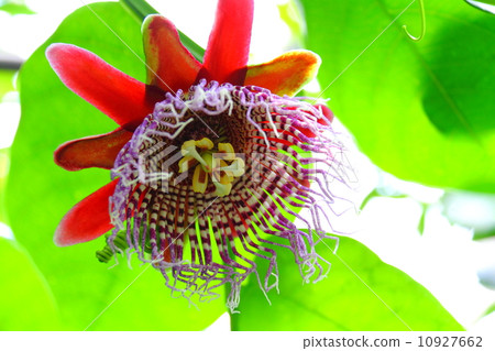 Omitoshape (large scale watch grass) 10927662