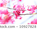 櫻花 10927828