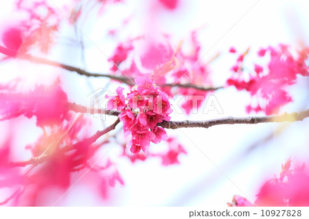 櫻花 櫻花 10927828