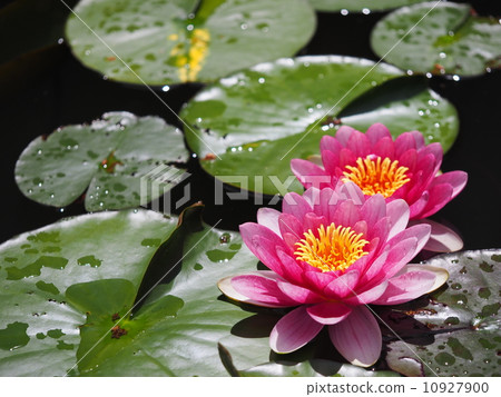 Water lily 10927900