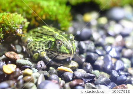 非洲牛蛙 10927918
