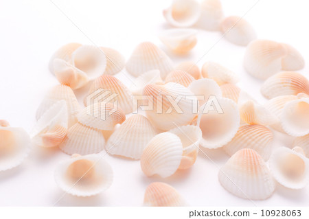 Lots of seashells Lots of seashells 10928063