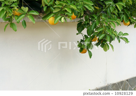 夏天mikan和白色牆壁 10928129