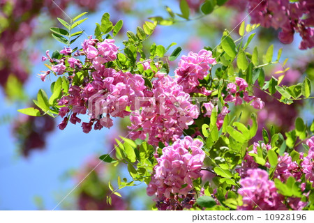 Robinia Cascade Rouge Robinia Cascade Rouge 10928196