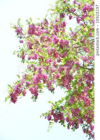 Robinia Cascade Rouge 10928197