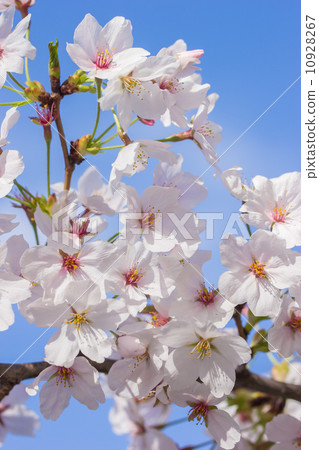 Spring flower cherry tree (Yoshino cherry tree) Spring flower cherry tree (Yoshino cherry tree) 10928267