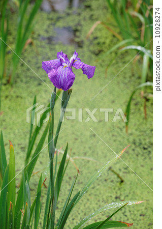 Rain drops in the Nagaragawa river with vivid purple irises at Horikiri iris garden Rain drops in the Nagaragawa river with vivid purple irises at Horikiri iris garden 10928274