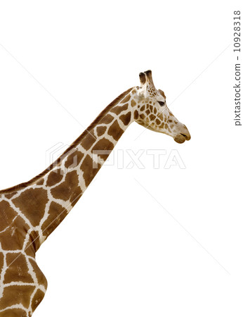 Giraffe 10928318