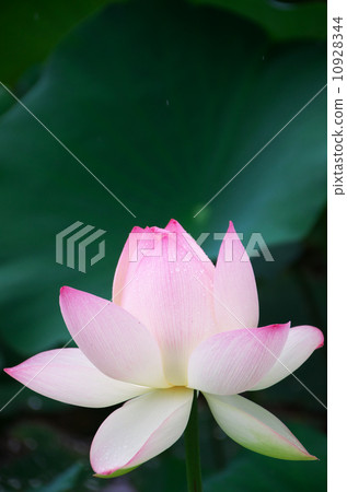 蓮花 蓮花 10928344