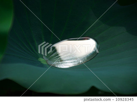 Water droplets on a lotus leaf Water droplets on a lotus leaf 10928345