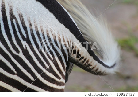 斑馬的尾巴 10928438
