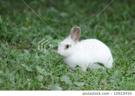 Lovely rabbits 10928456