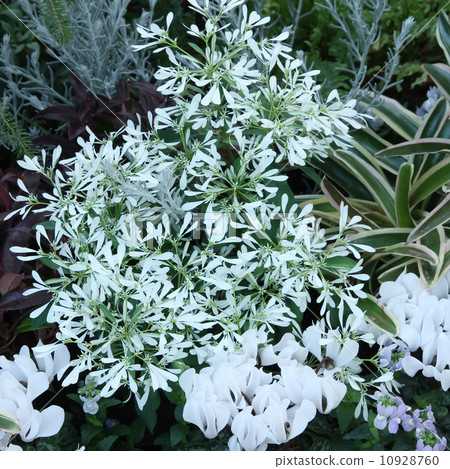 Euphorbia · Shirayukihime and cyclamen 10928760