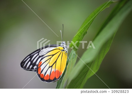 Monarch Butterfly 10928823