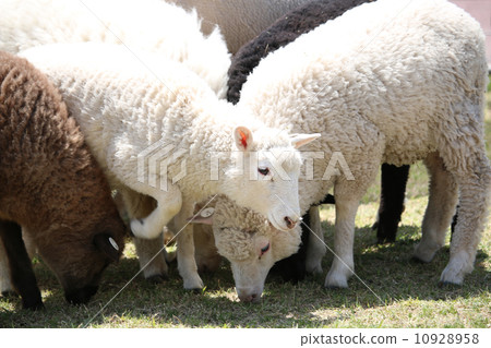 一隻羊 10928958