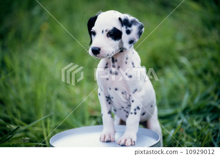 Cute little puppy 10929012