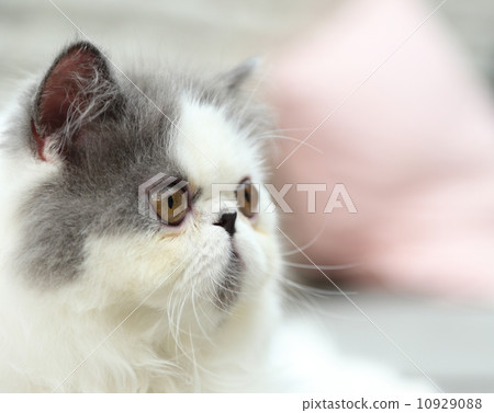 Cat Cat 10929088