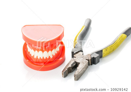 model of the jaw with teeth 10929142