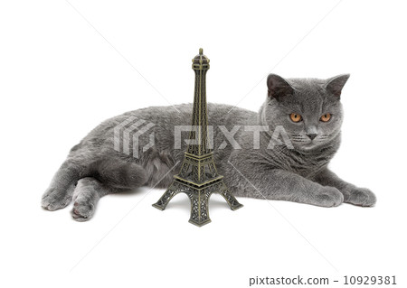 Gray Cat and Eiffel Tower on a white background 10929381