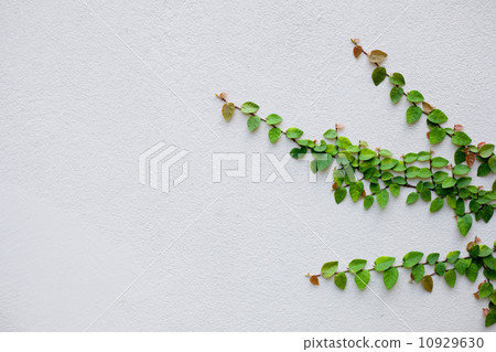 Leaves, and old walls. 10929630