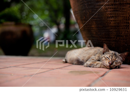 Cat sleep. 10929631