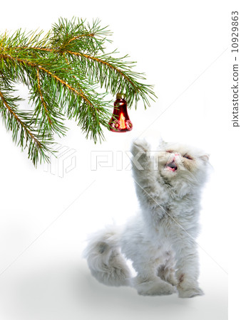 New Year's picture - a branch with New Year's balls and a symbol of year 2011 white cat 10929863
