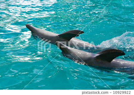 Two dolphins swim on a back 10929922