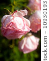 rose	 10930193