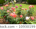 rose	 10930199