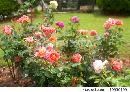 rose rose 10930199