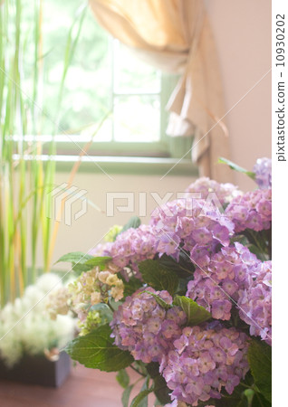 hydrangea hydrangea 10930202
