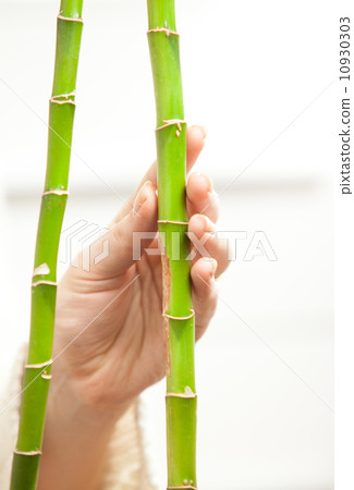 Photo of hand touching tenderly young bamboos 10930303
