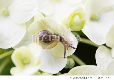 雨季圖像〜繡球花和蝸牛〜 10930530