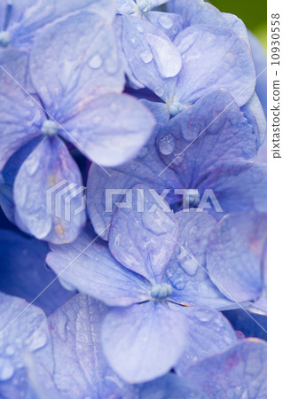 Rainy season image ~ hydrangea and drops / drops ~ 10930558