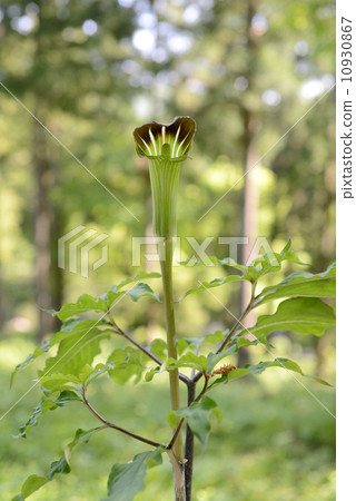 Mamushigusa 10930867