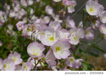 Hiltzakimusuki 10930868