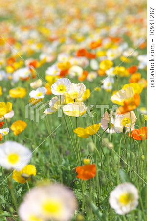 冰島罌粟 10931287