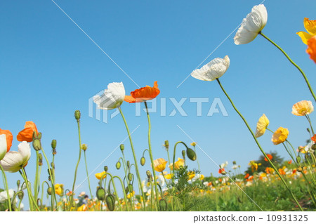 Iceland Poppy 10931325