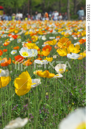 冰島罌粟 10931331