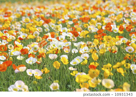 冰島罌粟 10931343