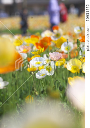 冰島罌粟 10931352