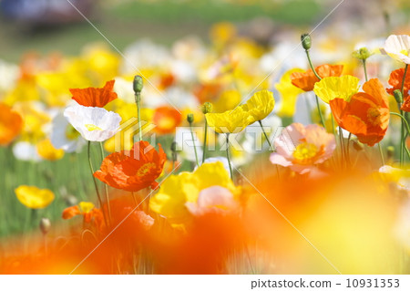 Iceland Poppy 10931353
