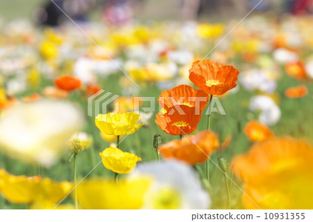 冰島罌粟 10931355