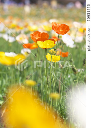 冰島罌粟 10931356