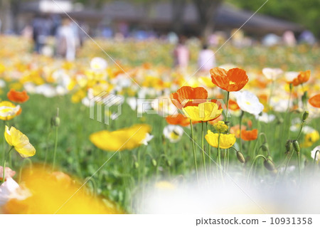 Iceland Poppy 10931358